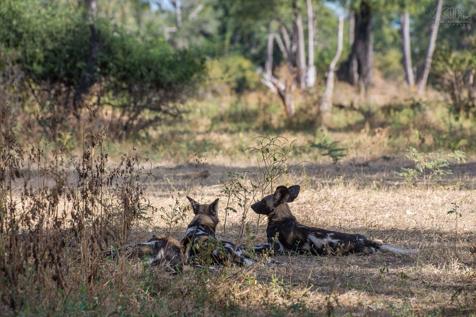 South Luangwa - Wild honden Tijdens onze 5 dagen safari in South Luangwa kwamen we ook meerdere keren een roedel van Afrikaanse wilde honden (African wild dog, Lycaon pictus) tegen. Het is een bedreigde diersoort die enorme afstanden kan reizen. Ze hebben zeer sterke sociale banden en het zijn gespecialiseerde groep-jagers op middelgrote antilopen. Stefan Cruysberghs